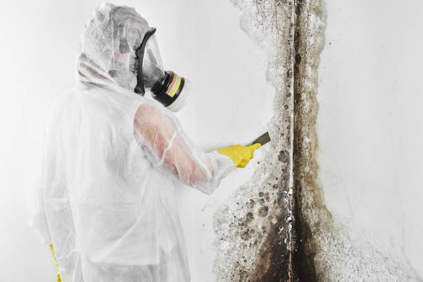 Why You Should Choose Our Mold Remediation Services in Mount Vernon, AL